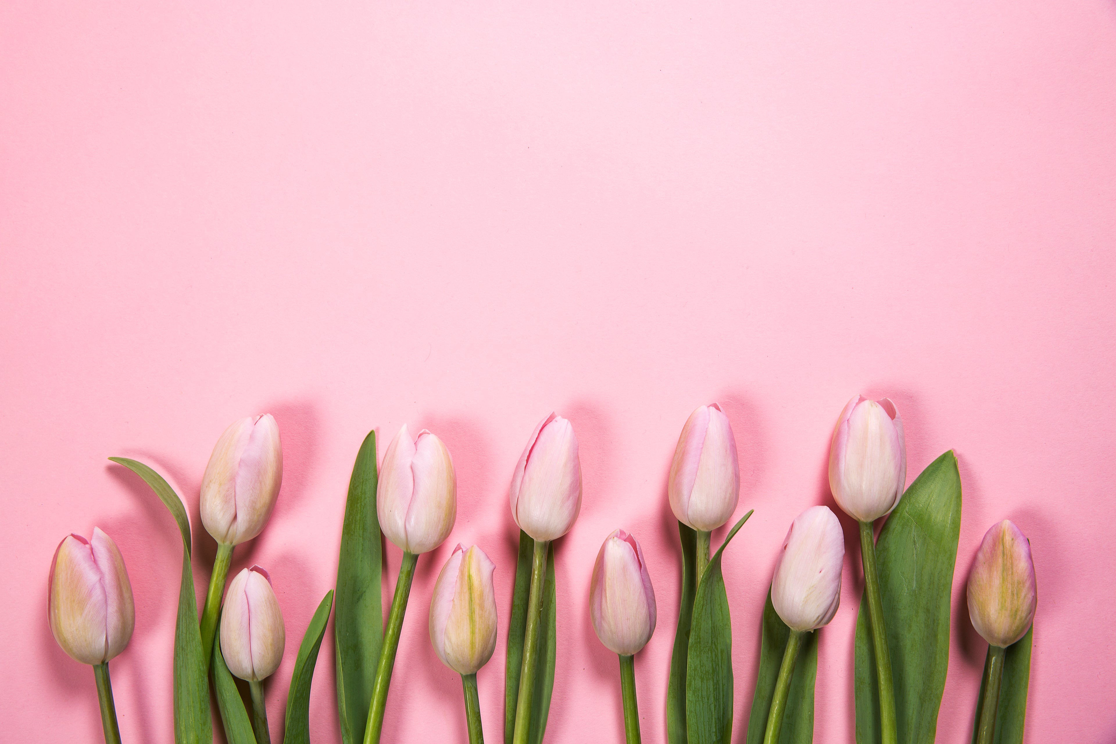 Frühling, Muttertag, Blumen, Tulpen